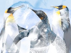 Fireworks Bitmap Maskesi