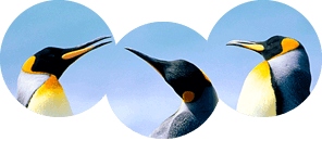 Fireworks Vektör Maskesi